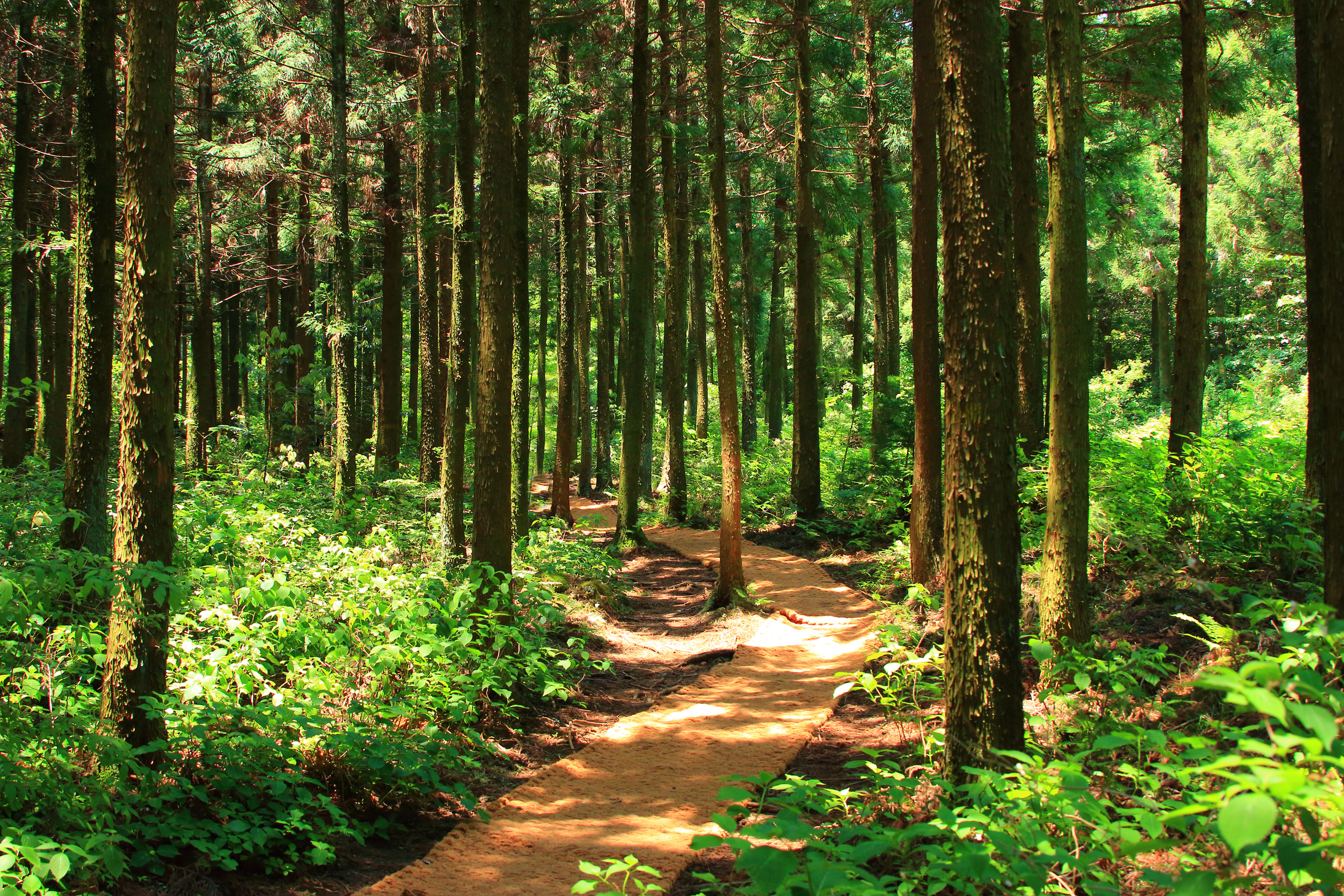 Forest path, forest path, forest, forest, walking path,