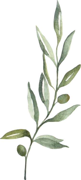 Watercolor Branch of Olives